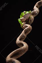 Tree frog at night on branch in jungle