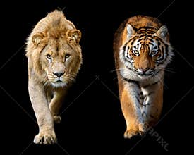 Close up male lion and Siberian or Amur tiger on black background