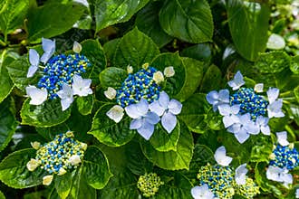 Blue and white hydrangeas in Azores islands. Azores. Portugal. Blue hydrangea from the Azores islands