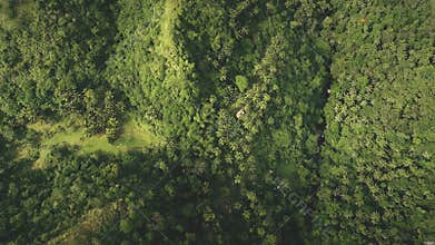 Top down Philippines hill aerial view: tropic forest on mounts, coconut palm trees, high green grass