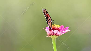 Male Monarch Butterfly on pink zinnia flower