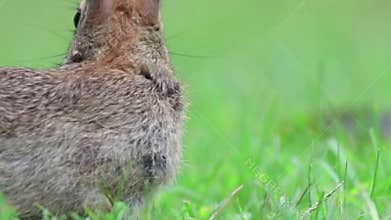 Eastern Cottontail Rabbit eating grass turns and hops directly to camera closeup