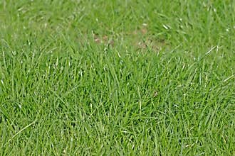 Green Grass of a Cheshire Lawn