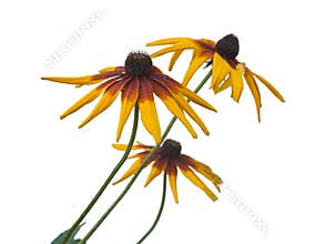 Blossoming yellow  Rudbeckia isolated