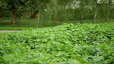 Knotweed Japanese, invasive expansive species of dangerous plants leaf, leaves Asia Reynoutria Fallopia japonica