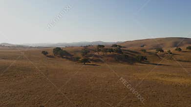 Drone flies low over brown field and grassland with oak trees