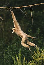 White-Handed Gibbon, hylobates lar, Moving, hanging from Liana