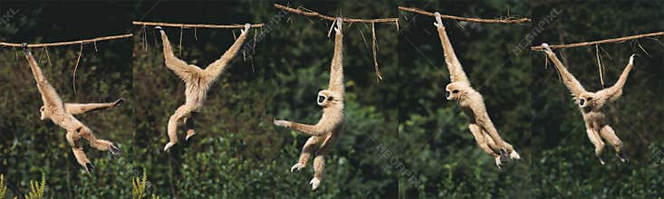 White-Handed Gibbon, hylobates lar, Moving, hanging from Liana, Movement Sequence