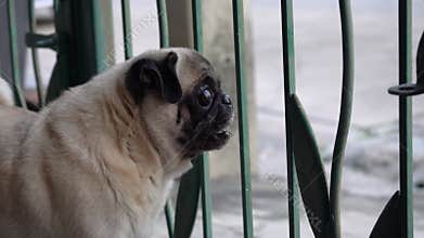 Cute pug dog barking behind fence, checking people or stranger out