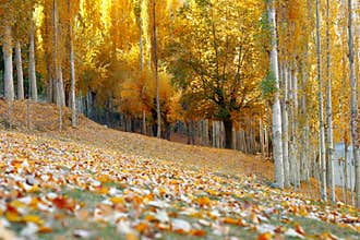 Autumn season landscape photography of northern areas of Gilgit Baltistan Pakistan