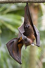 Hanging Fruit Bat