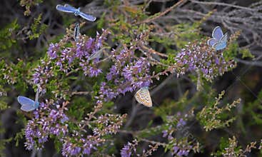 Several Idas blue or northern blue butterflies on blooming heather