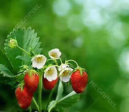 Bush of strawberry