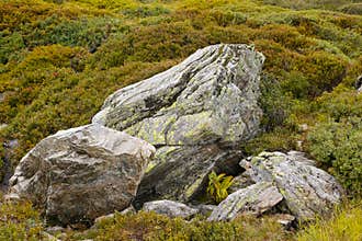 Yellow lichen on boulder in high alpine nature