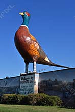World`s largest pheasant in Huron, South Dakota