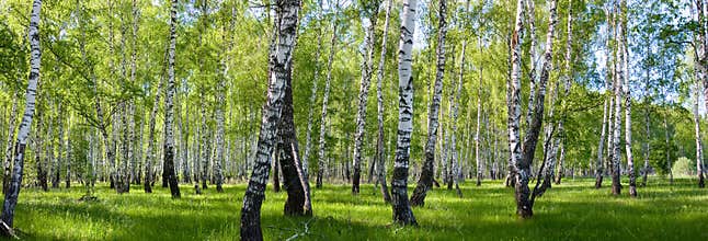 Summer birch forest landscape