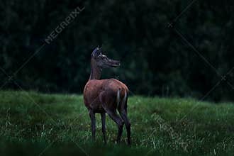 Deer doe in the dark night. Mammal on the forest meadow, rut season