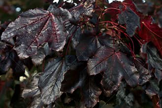 Branch of amazing dark-purple autumn leaves of Crimson King Norway maple tree