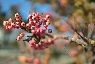 Beautiful autumnal pink berries of Sorbus vilmorinii Rowan tree