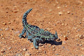 Thorny Devil in Western Australia Outback