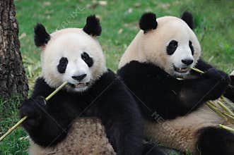 Two lovely pandas eating bamboo