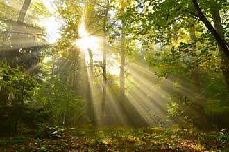Sun light in the forest