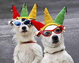 Dogs clowning around
