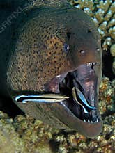 Giant Moray - Gymnothorax javanicus being cleaned