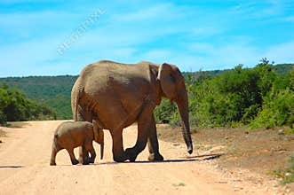 Africa's Wildlife