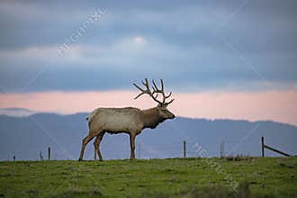 Bull Tule Elk Standing