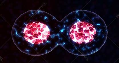 Cellular Division simulation