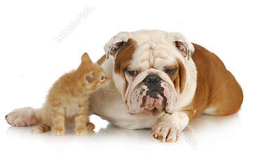 Dog and cat