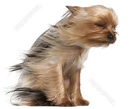 Yorkshire Terrier with hair in the wind