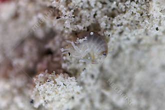 A sand hopper arthropod, Talitrus saltator