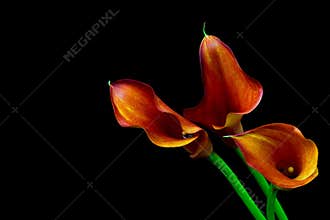 Burgundy color calla lilies presented on black background