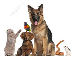 Group of animals in front of white background