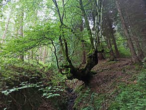 Short tree surrounded by tall trees in the forest