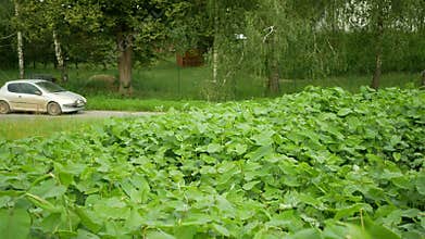 Knotweed Japanese, invasive expansive species of dangerous plants leaf, leaves Asia Reynoutria Fallopia japonica