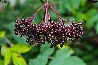 Bunch of Glistening Ripe Elderberries on a Branch