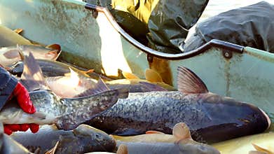 Carp Fish Classification-Commercial Fishing