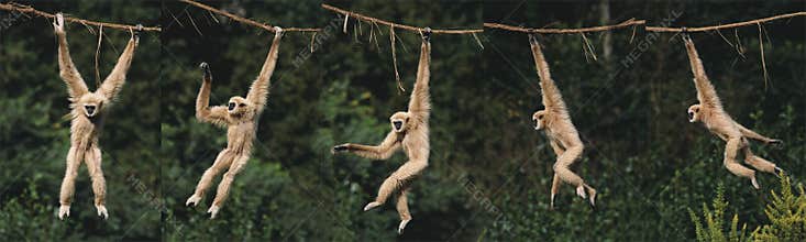 White-Handed Gibbon, hylobates lar, Adult Hanging from Liana, Movement Sequence