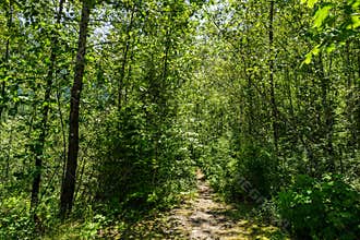 Empty hiking trail in Golden Ears Provincial Park British Columbia Canada