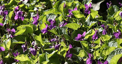 Bed of violets in the garden