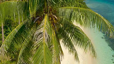 Aerial palm tree on the coastline at the white sandy beach in small island in Balabac