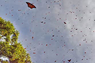 Monarch Butterflies in flight at El Rosario Monarch Butterfly Preserve