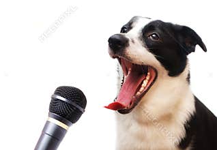 Singing dog