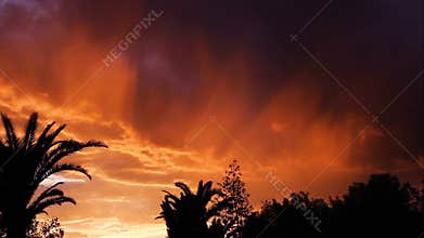 Silhouette of palm and leaved trees blow in the wind in front of a stunning, desert sunset filled with orange and yellow clouds th