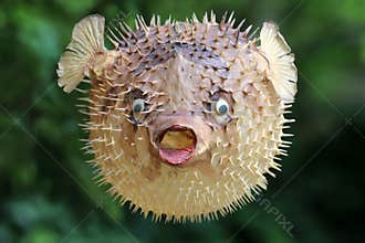 Front view of a blow fish or porcupine fish