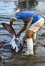 Puerto Lopez, Ecuador - Aug 19, 2016: Man cuts the fins off a dead shark, as part of processing the fish for human consumption