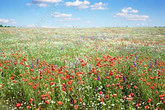 Colorful flowers in meadow